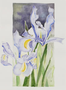 Blue Irises Watercolour